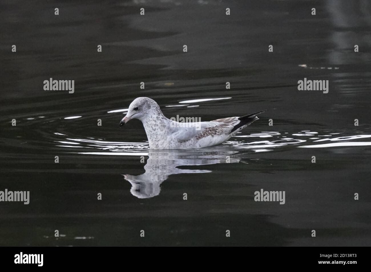 Ring abgerechnet Möwe in schwachem Licht mit Reflexionen Stockfoto