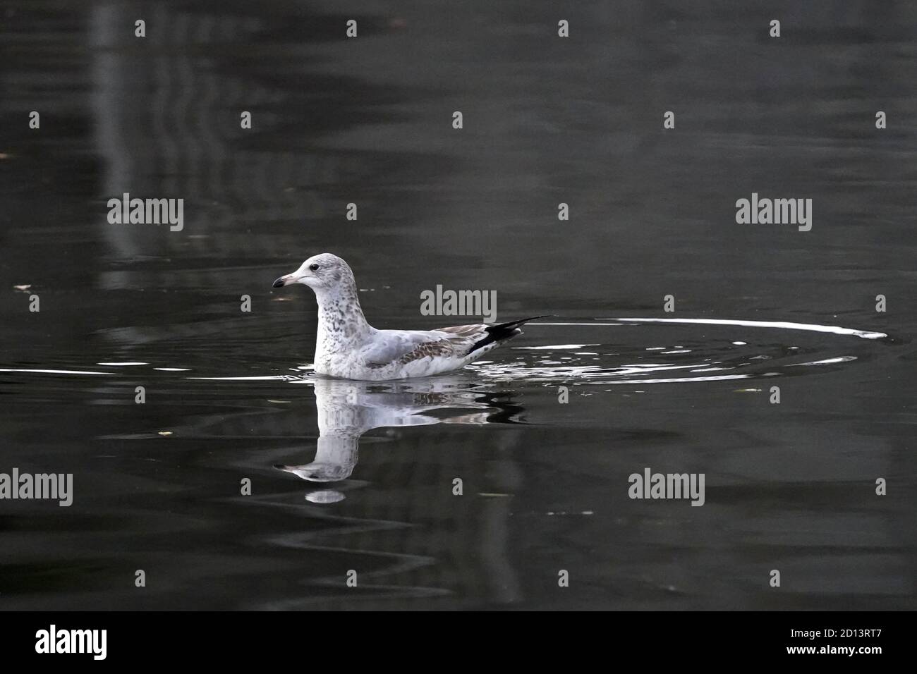 Ring abgerechnet Möwe in schwachem Licht mit Reflexionen Stockfoto