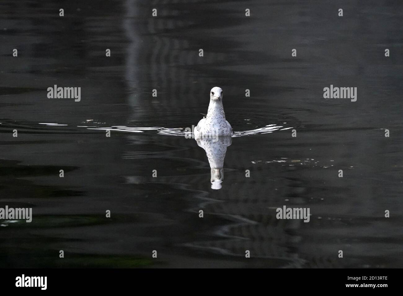 Ring abgerechnet Möwe in schwachem Licht mit Reflexionen Stockfoto