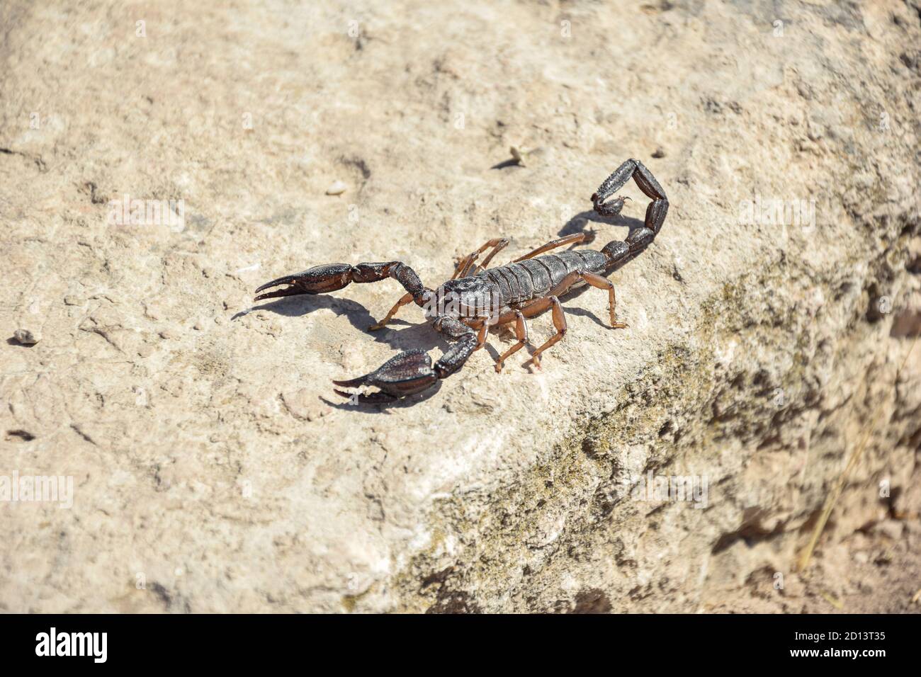 Skorpion lebt in Freiheit Stockfoto