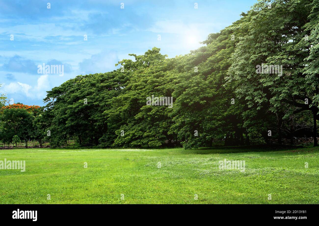 Rasenflächen und grüne Bäume im Park an einem klaren Tag mitten in der Stadt Bangkok. Stockfoto
