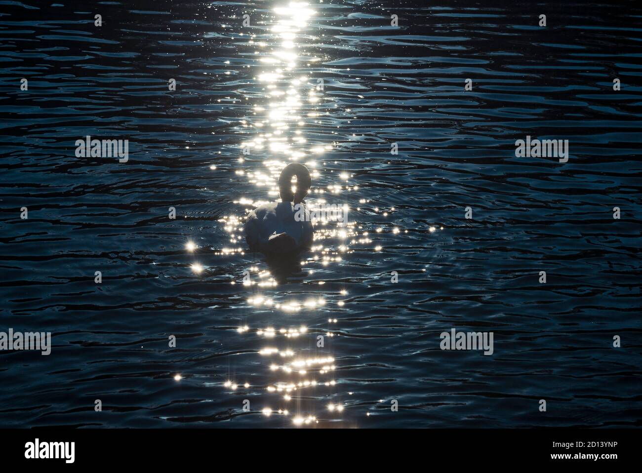 Schwarz-weißer Schwan schwimmend in einem Teich in den Sonnenstrahlen Stockfoto