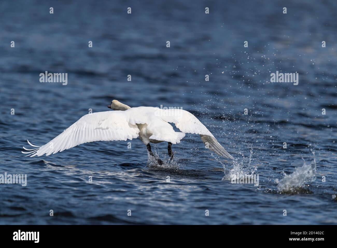 Stummer weißer Schwan beim Abheben Stockfoto