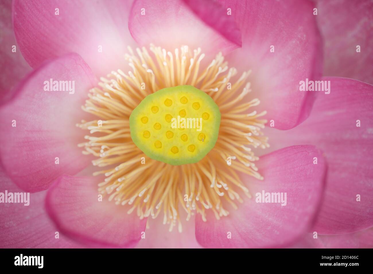 Kopf der heiligen Lotusblume aus der Nähe Stockfoto