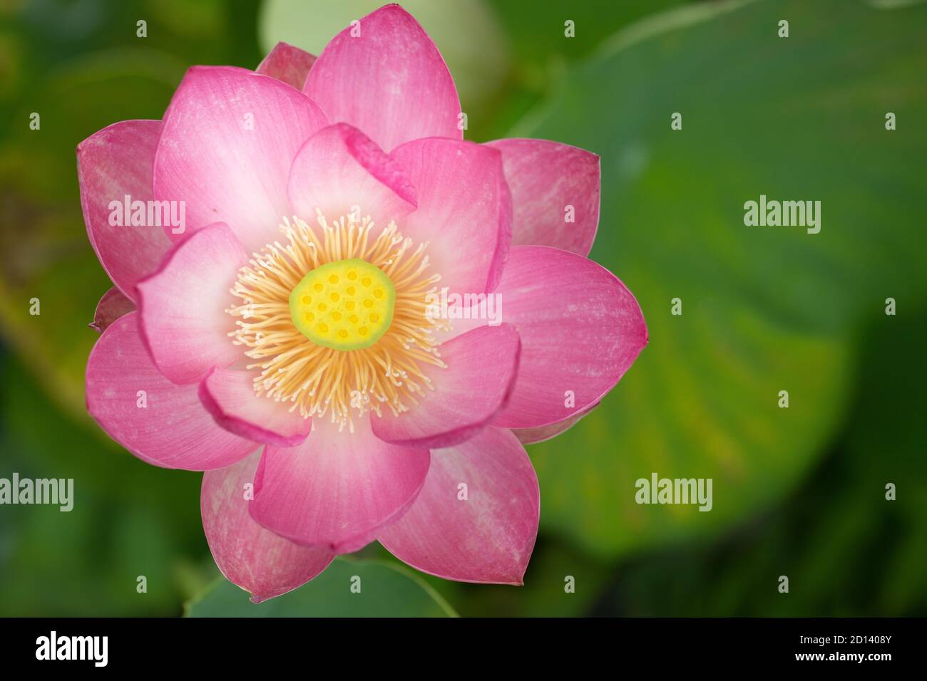 Heiliges Lotus Nelumbo Nucifera Nahaufnahme Stockfoto