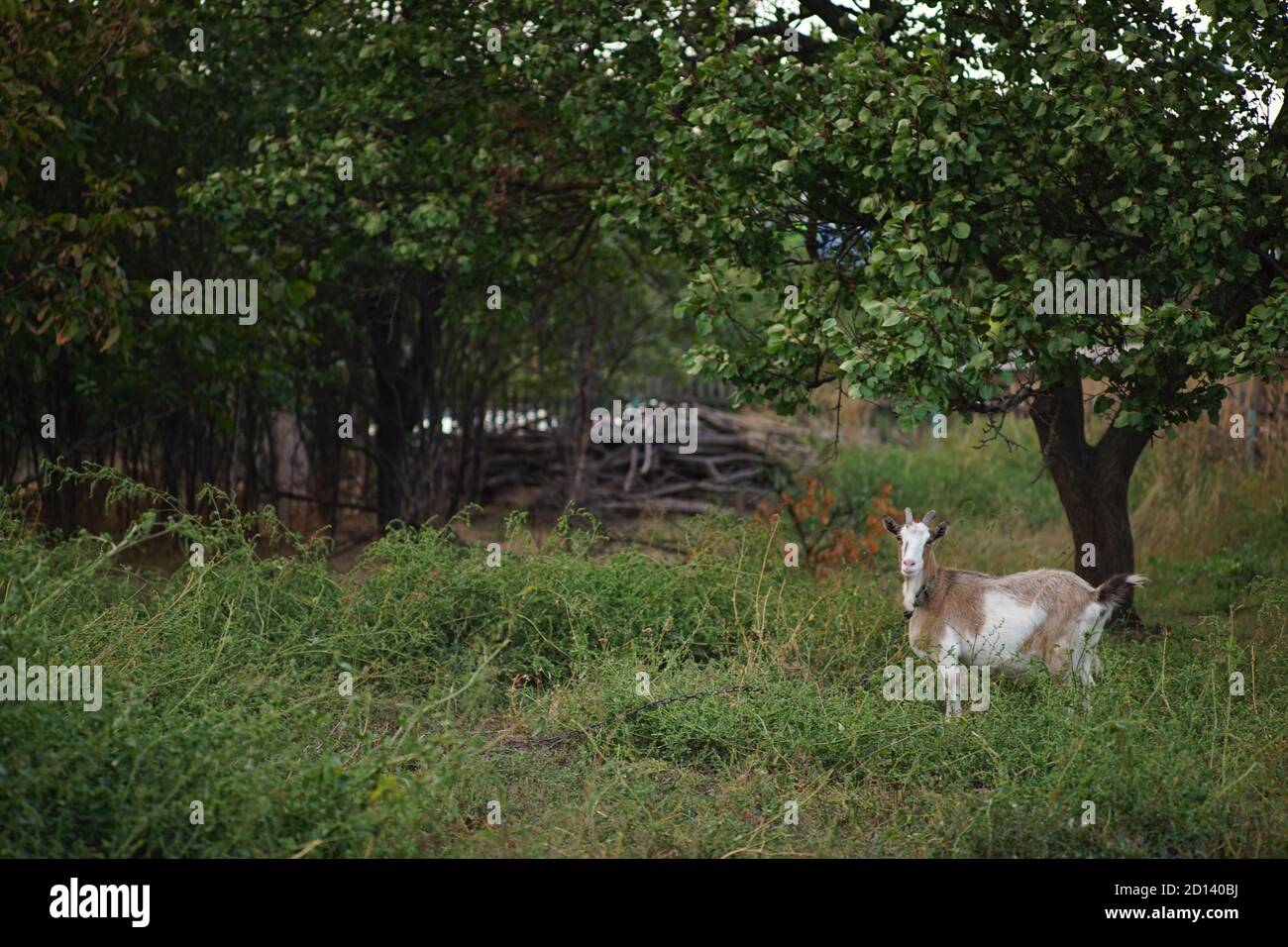 Gehörnte Ziege grast in einem ländlichen Garten in der Nähe von Aprikosenbaum. Stockfoto