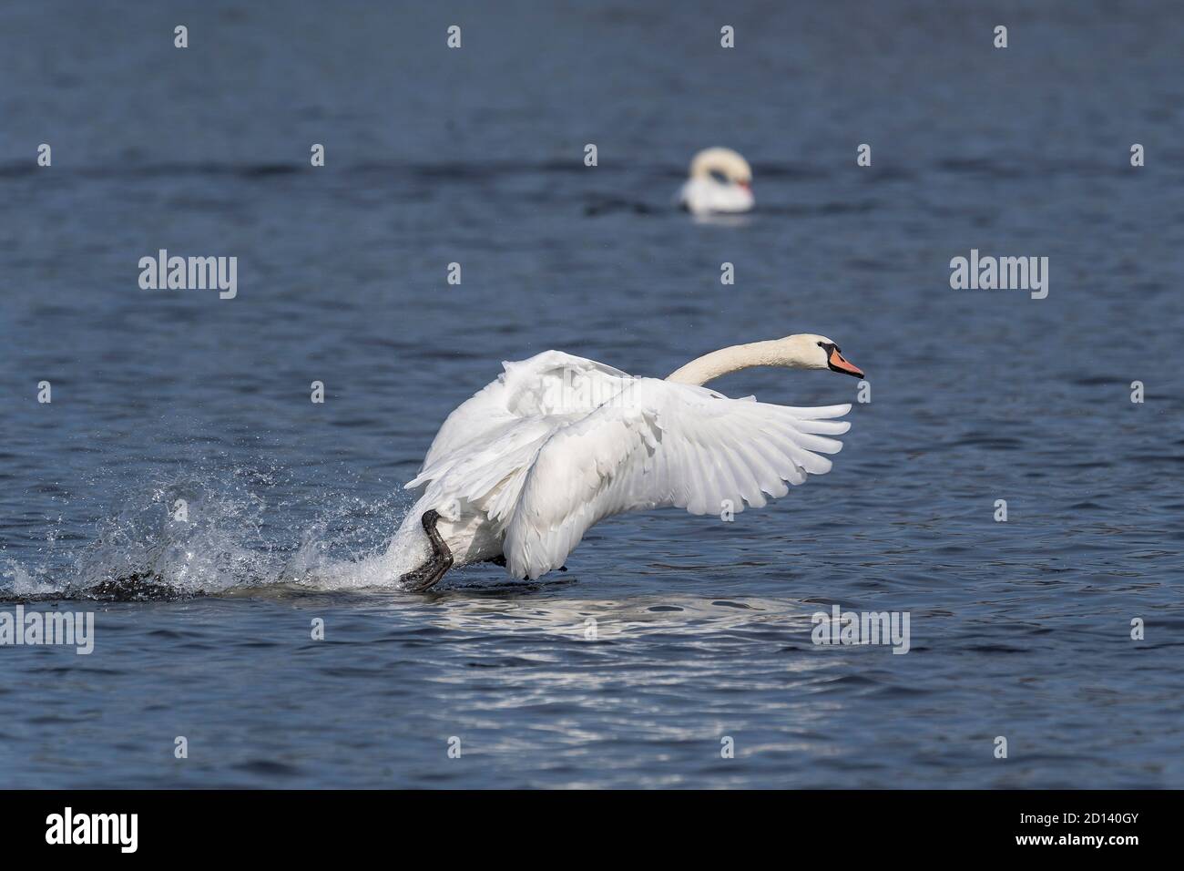 Stummer weißer Schwan beim Abheben Stockfoto