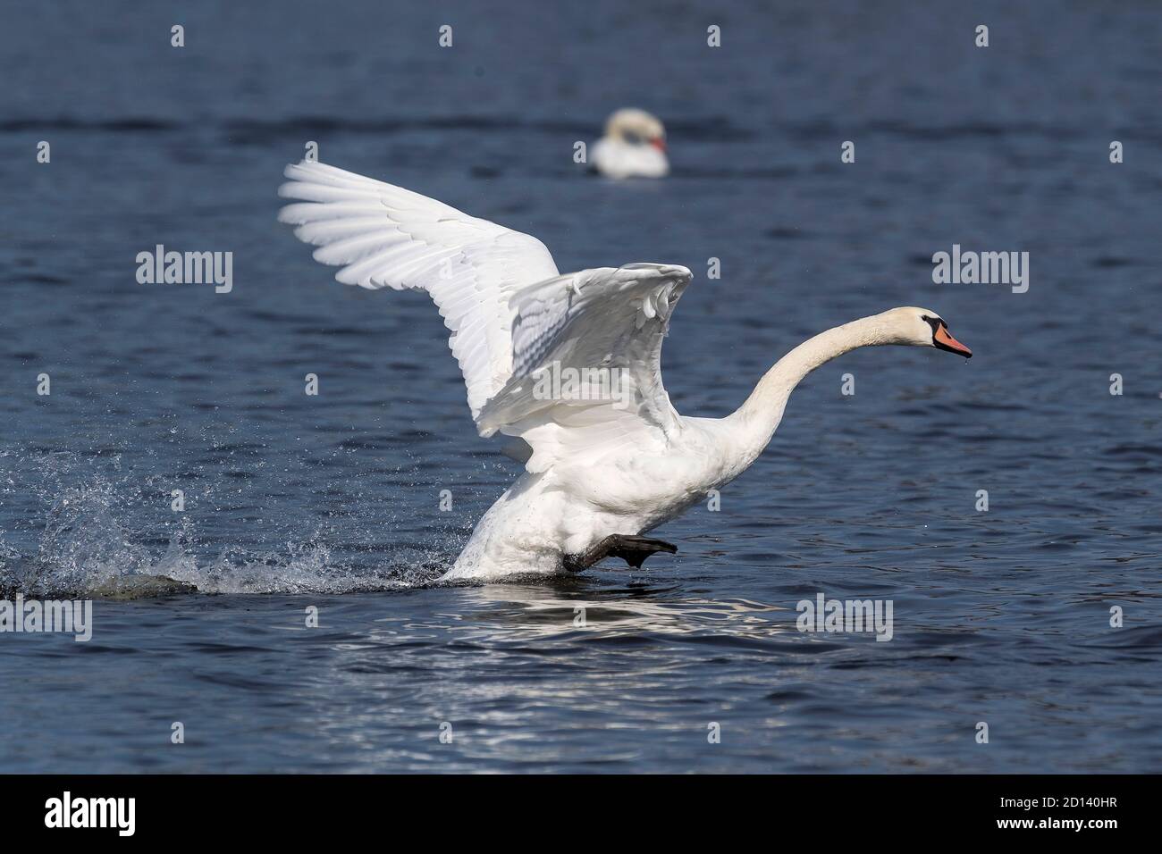 Stummer weißer Schwan beim Abheben Stockfoto