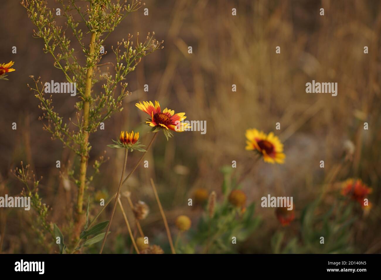 Im Herbstgarten wachsen orangefarbene Rudbeckia-Blüten Stockfoto