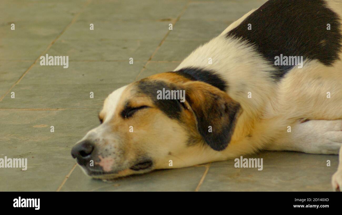Hund mutt schlafen im Hof Stockfoto