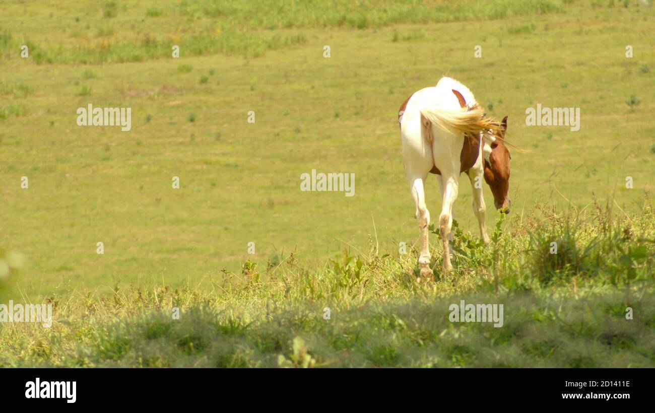Pampa Pferd auf der Weide im Bundesstaat Minas Gerais, Brasilien Stockfoto