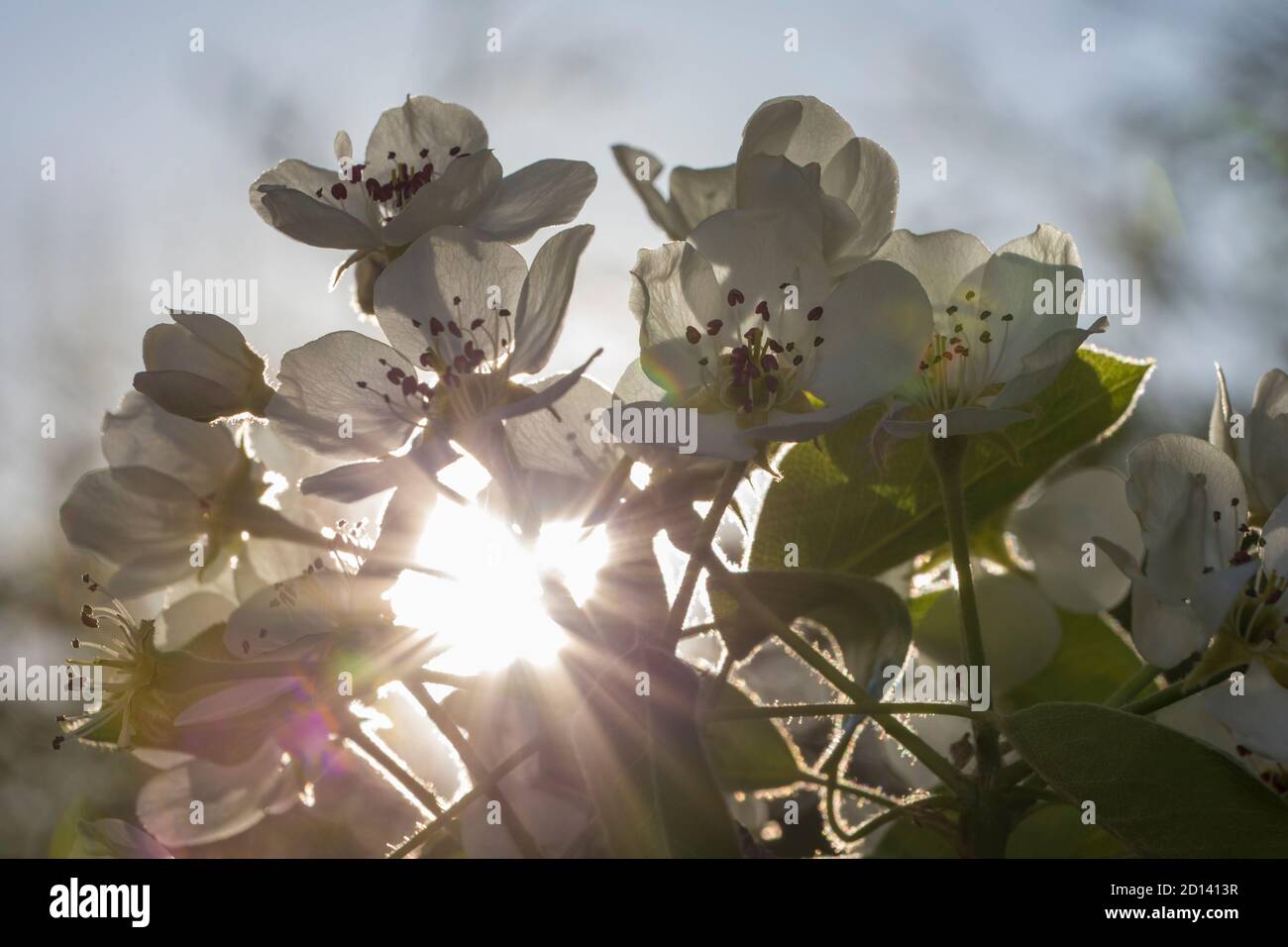 Birnenblüten im Morgenlicht Stockfoto