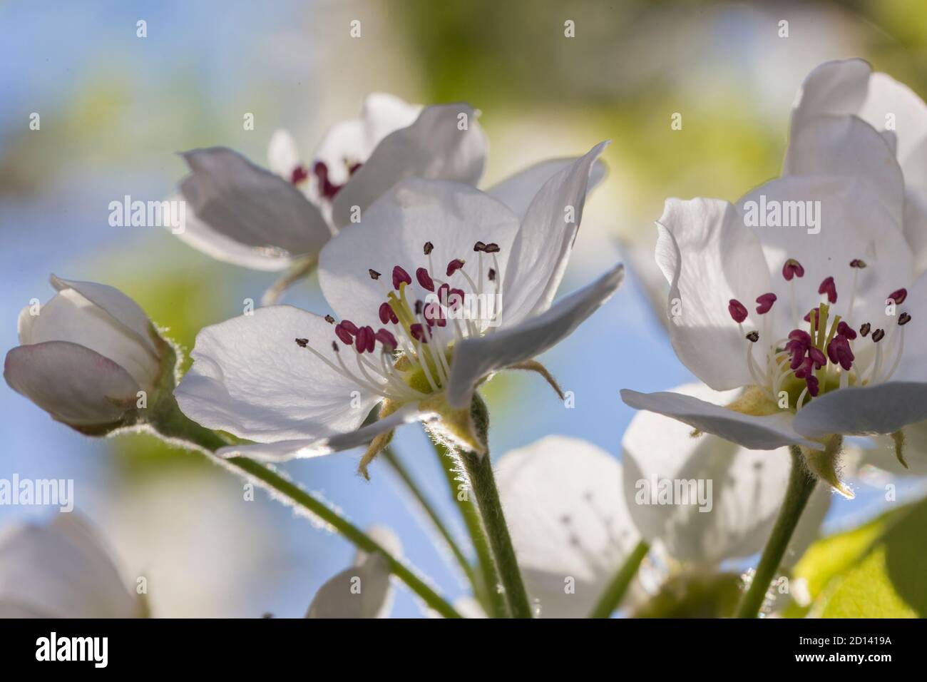 Birnenblüten im Morgenlicht Stockfoto