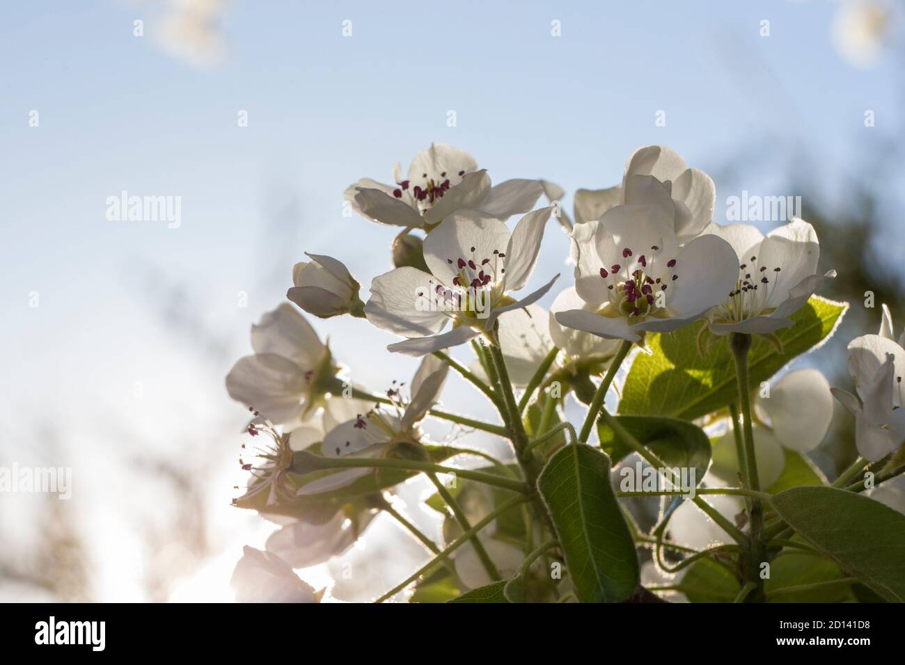 Birnenblüten im Morgenlicht Stockfoto