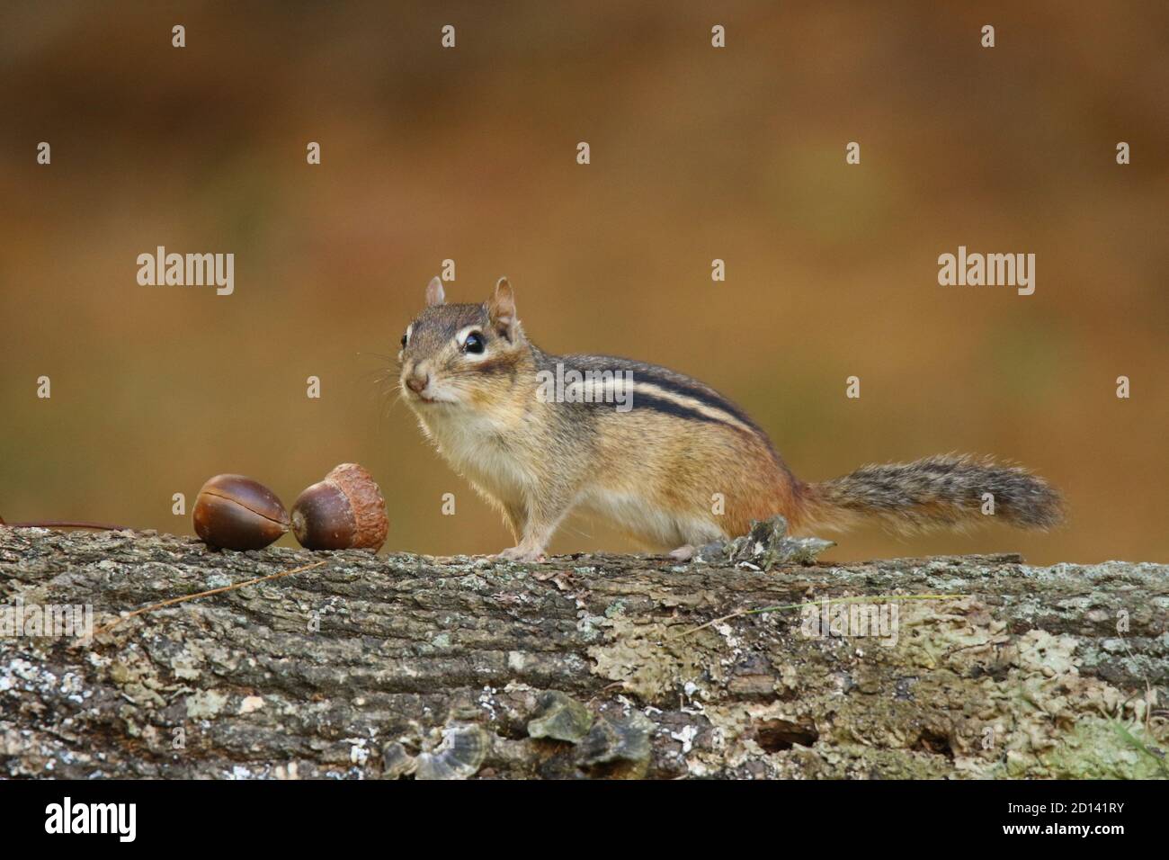 Wenig Ostchipmunk aus der Nahrungssuche nach Eicheln im Herbst Stockfoto