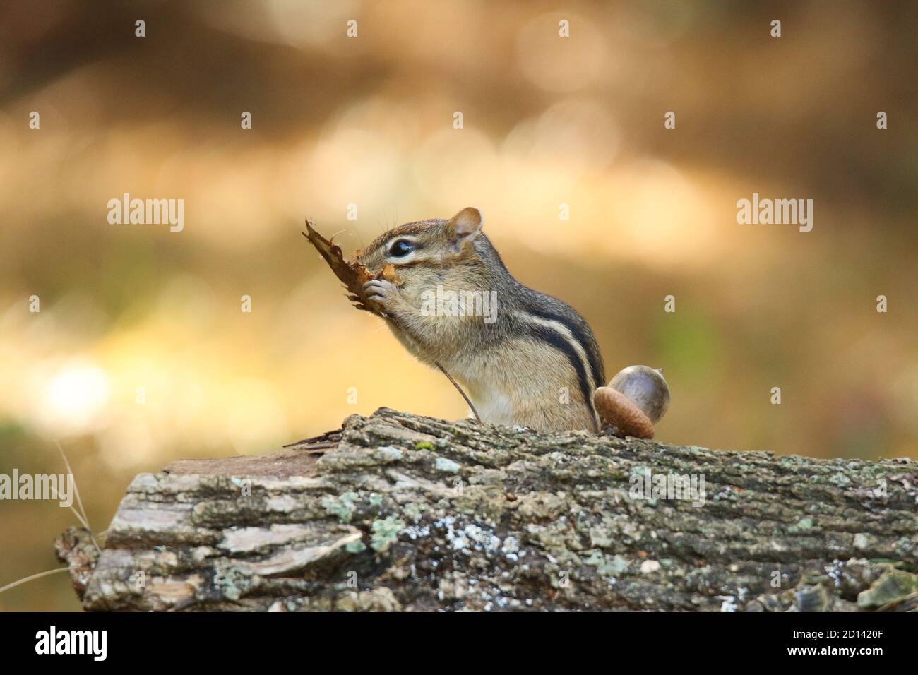 Ein süßer kleiner östlicher Streifenhörnchen Tamias striatus findet ein Blatt, das er im Herbst wieder zum Nest mitnehmen kann. Stockfoto