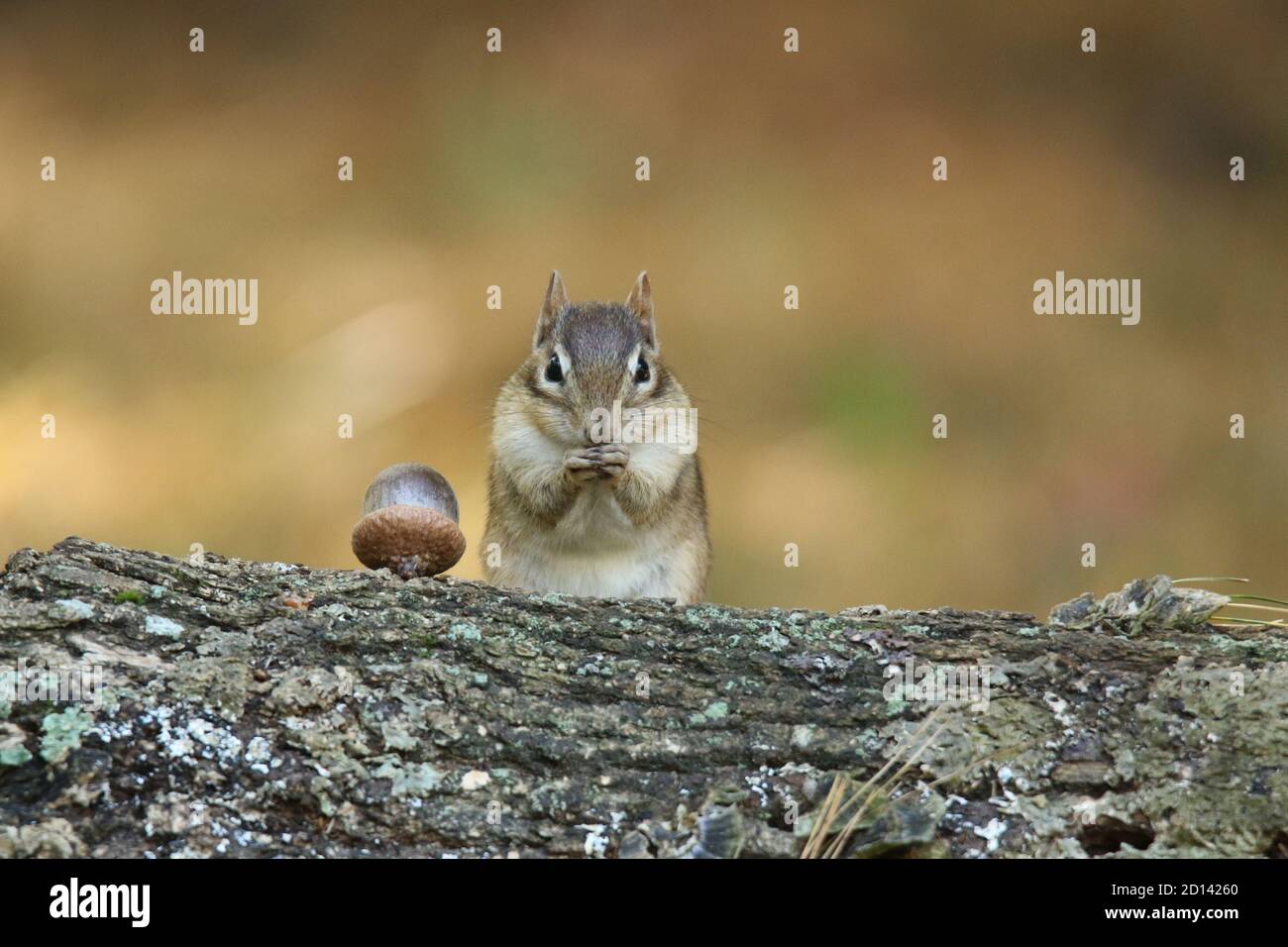 Niedliche kleine Fall Chipmunk String neben einer Eichel und Seine Pfoten putzen Stockfoto