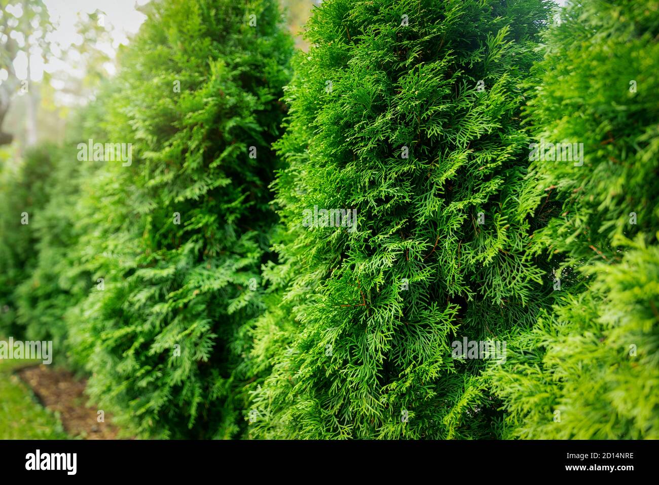 Grüne üppige Thuja Hecke Nahaufnahme Stockfoto