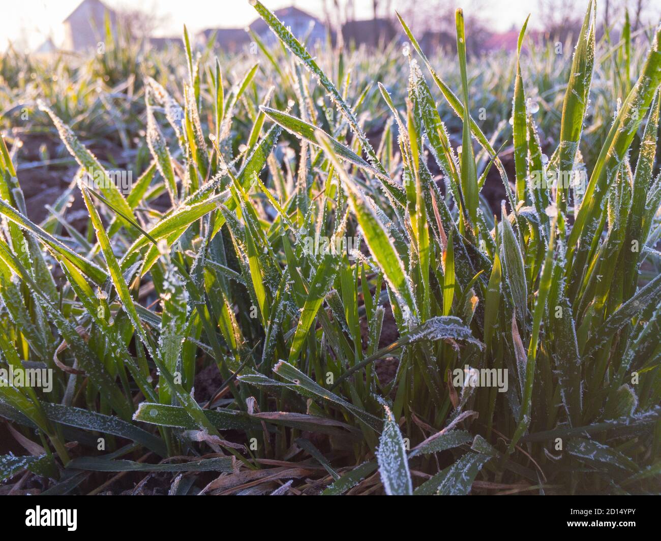 Winterweizen ist mit frostigen Raureif früh in der bedeckt Morgen Stockfoto