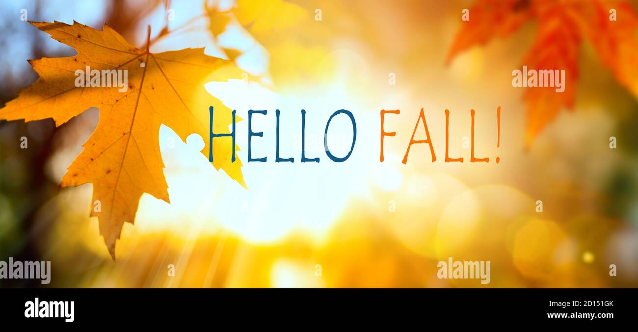 Hallo Herbstbotschaft mit fallenden Blättern im herbstlichen Park. Herbst Banner Hintergrund Design. Stockfoto