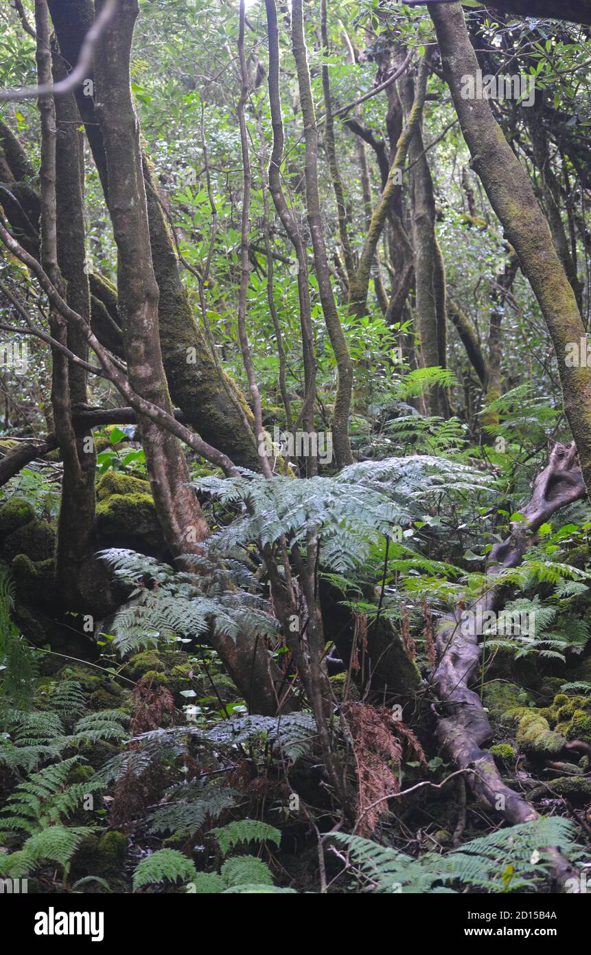 Sekundärwald wächst im Laurisilva-Biom der Insel Pico (Azoren, Portugal), derzeit von der stark invasiven australischen Art Pit dominiert Stockfoto