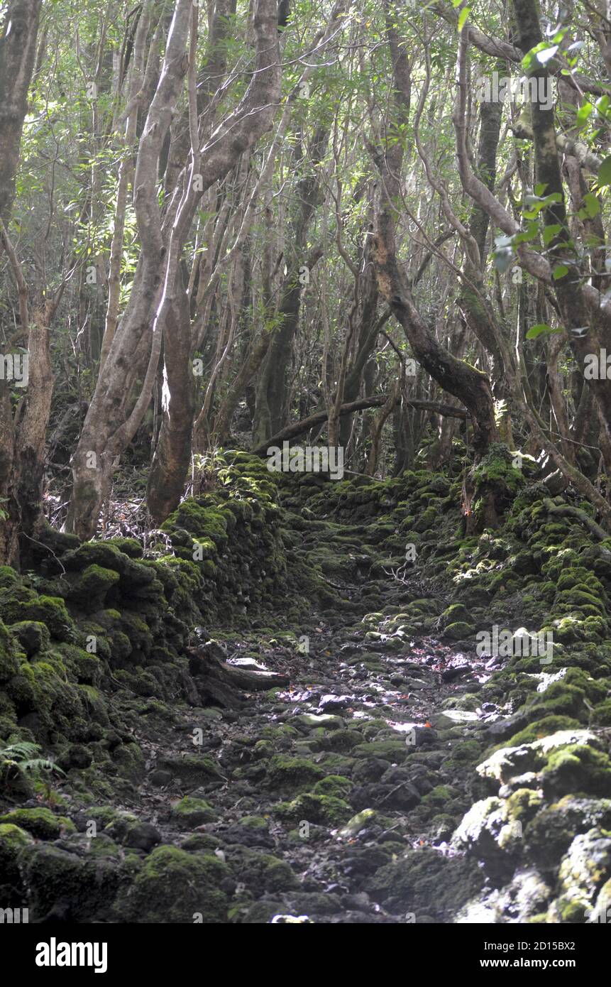 Sekundärwald wächst im Laurisilva-Biom der Insel Pico (Azoren, Portugal), derzeit von der stark invasiven australischen Art Pit dominiert Stockfoto