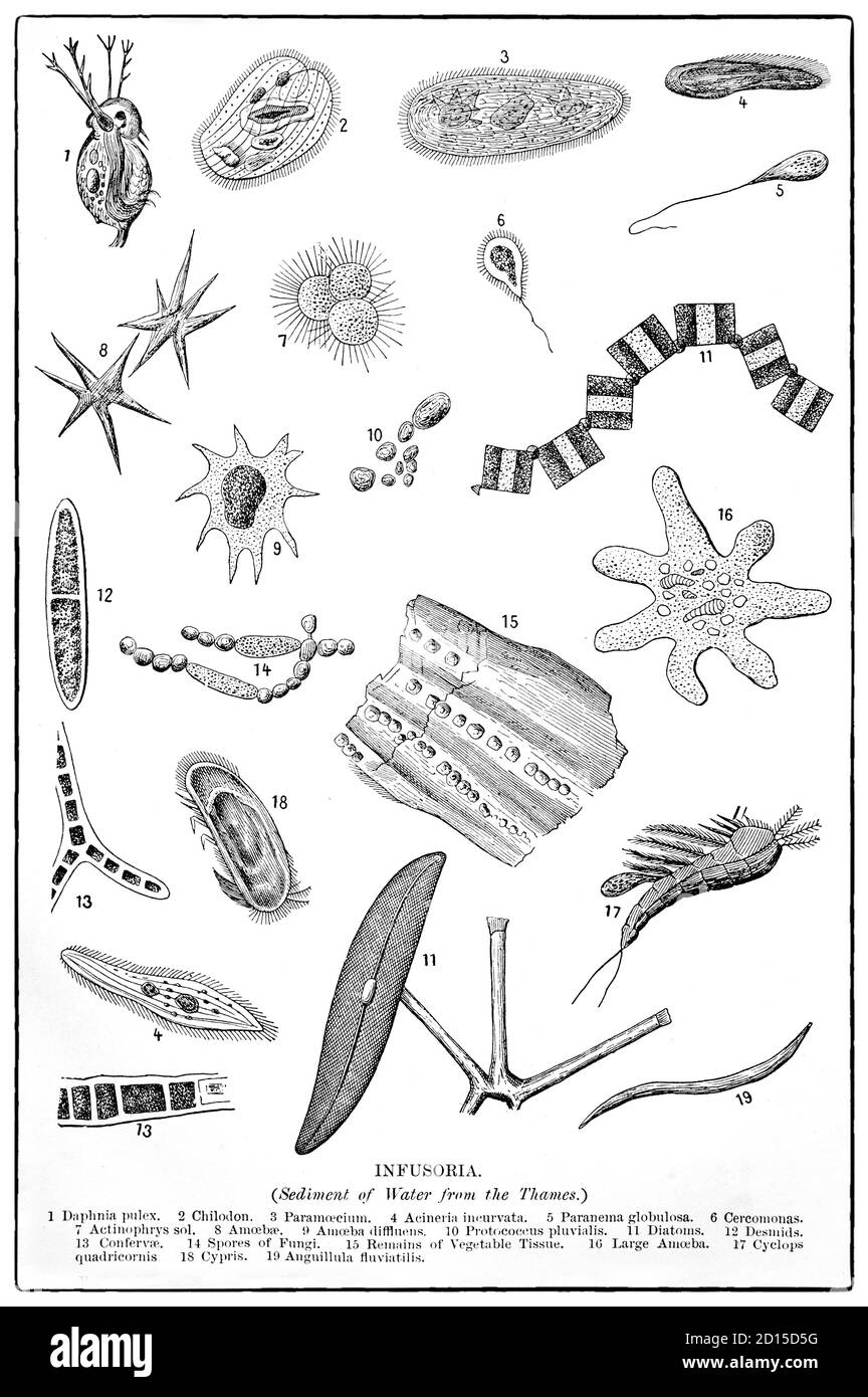 Ein Diagramm aus dem späten 19. Jahrhundert, das Infusoria illustriert, einen Sammelbegriff für winzige Wassertiere wie Ziliaten, Euglenoide, Protozoen, einzellige Algen und kleine Wirbellose, die in Süßwasserteichen vorkommen. In modernen formalen Klassifikationen gilt der Begriff als obsolet; die zuvor in den Infusoria enthaltenen Mikroorganismen werden meist dem Königreich Protista zugeordnet. Stockfoto