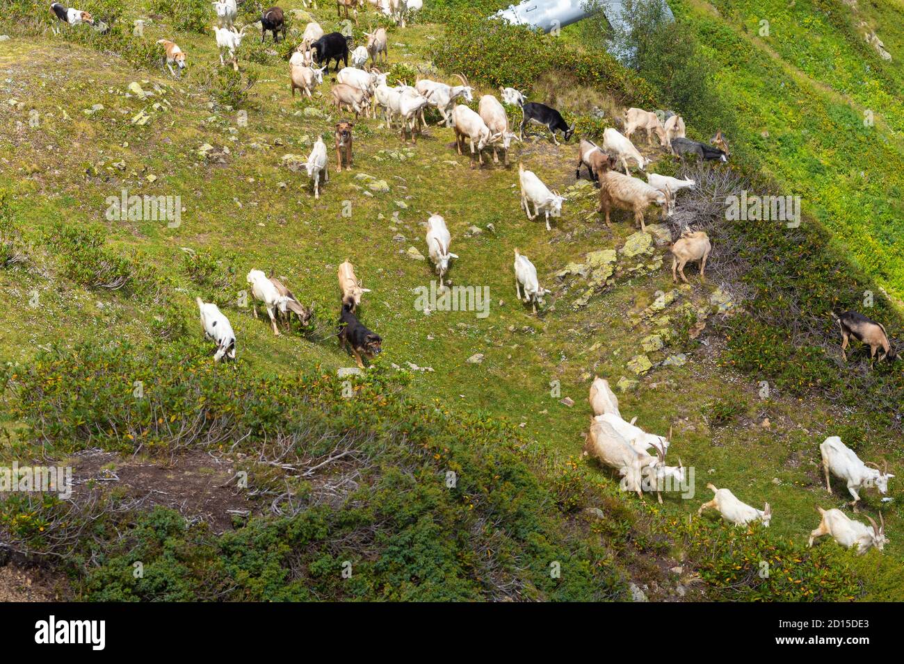 Ziegenherde grasen auf einer Wiese in den Bergen, ein Hirte und Herdenhunde kümmern sich um die Tiere. Viele Ziegen in freier Wildbahn Stockfoto