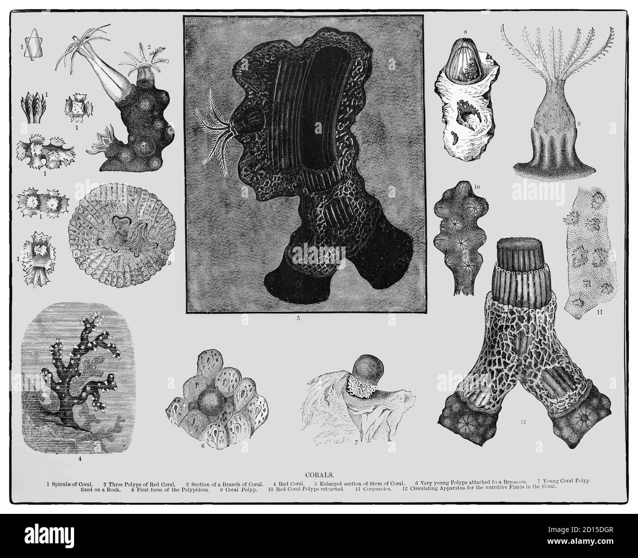 Eine Karte aus dem späten 19. Jahrhundert, die Arten von Korallen, marine Wirbellose innerhalb der Klasse Anthozoa des Stammes Cnidaria zeigt. Sie leben typischerweise in kompakten Kolonien von vielen identischen Einzelpolypen. Korallenarten umfassen die wichtigen Riffbauer, die tropische Ozeane bewohnen und Kalziumkarbonat absondern, um ein hartes Skelett zu bilden. Jeder Polyp hat nur wenige Millimeter Durchmesser und wenige Zentimeter Höhe, die ein Exoskelett in der Nähe der Basis ausscheidet. Über viele Generationen hinweg schafft die Kolonie so ein charakteristisches Skelett der Art, das bis zu mehreren Metern Größe messen kann. Stockfoto