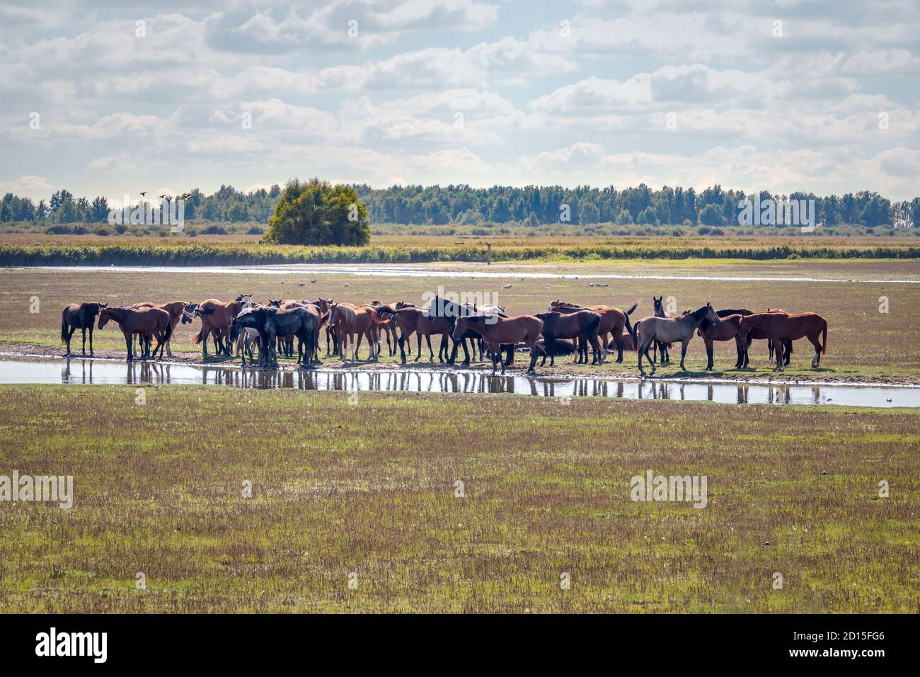 Eine Herde Konikpferde im Nationalpark Lauwersmeer Im Norden der Niederlande in der Provinz Groningen Stockfoto