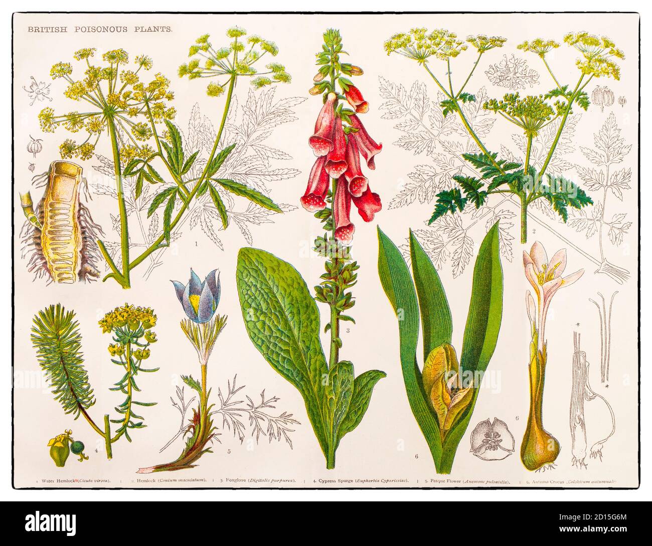 Ein Diagramm des späten 19. Jahrhunderts, das verschiedene britische giftige Pflanzen illustriert, d. h. solche, die Giftstoffe produzieren, die Pflanzenfresser vom Verzehr abhalten. Pflanzen können sich nicht bewegen, um ihren Raubtieren zu entkommen, deshalb müssen sie andere Mittel haben, um sich vor pflanzenfressenden Tieren zu schützen. Einige Pflanzen haben physische Abwehrkräfte wie Dornen, Stacheln und Stacheln, aber bei weitem die häufigste Art von Schutz ist chemisch. Stockfoto