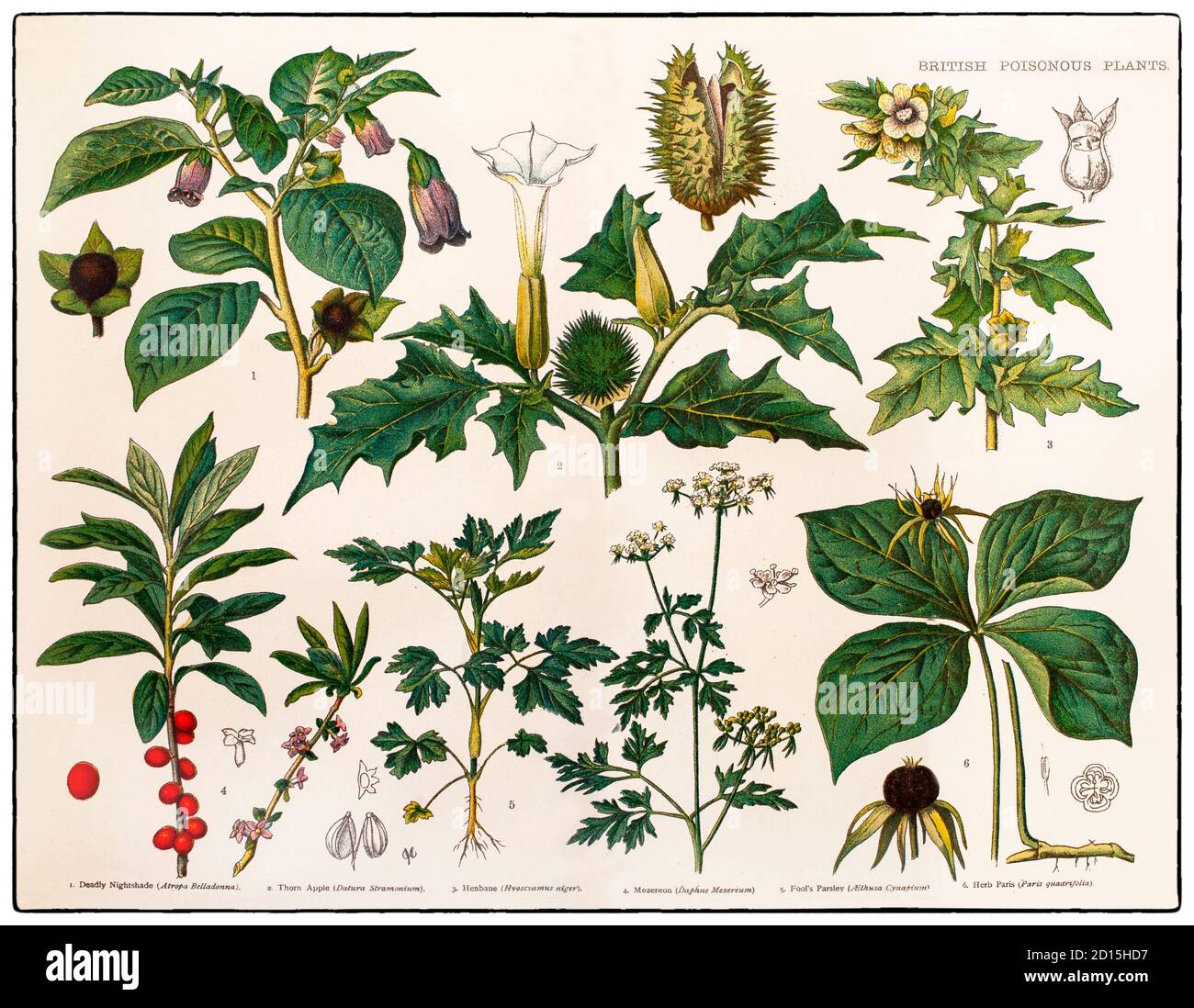 Ein Diagramm des späten 19. Jahrhunderts, das verschiedene britische giftige Pflanzen illustriert, d. h. solche, die Giftstoffe produzieren, die Pflanzenfresser vom Verzehr abhalten. Pflanzen können sich nicht bewegen, um ihren Raubtieren zu entkommen, deshalb müssen sie andere Mittel haben, um sich vor pflanzenfressenden Tieren zu schützen. Einige Pflanzen haben physische Abwehrkräfte wie Dornen, Stacheln und Stacheln, aber bei weitem die häufigste Art von Schutz ist chemisch. Stockfoto