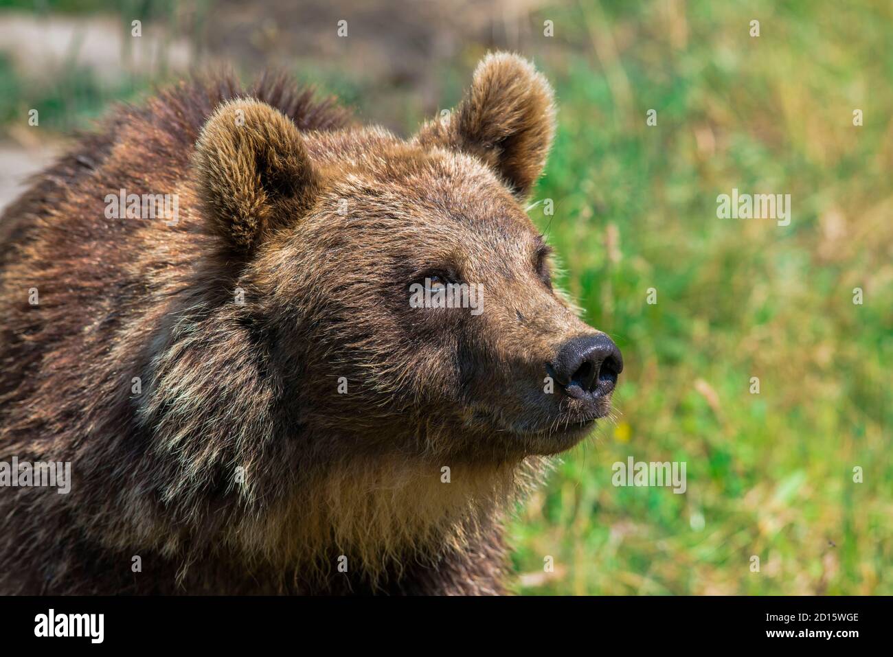 Frankreich, Pyrenees Orientales, Les Angles, Angles Wildlife Reserve, Eurasischer Braunbär Stockfoto