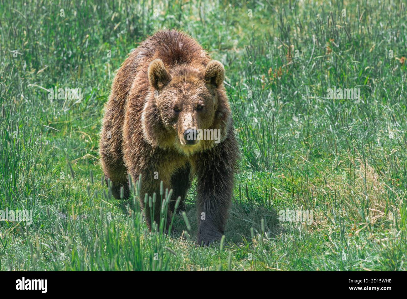 Frankreich, Pyrenees Orientales, Les Angles, Angles Wildlife Reserve, Eurasischer Braunbär Stockfoto