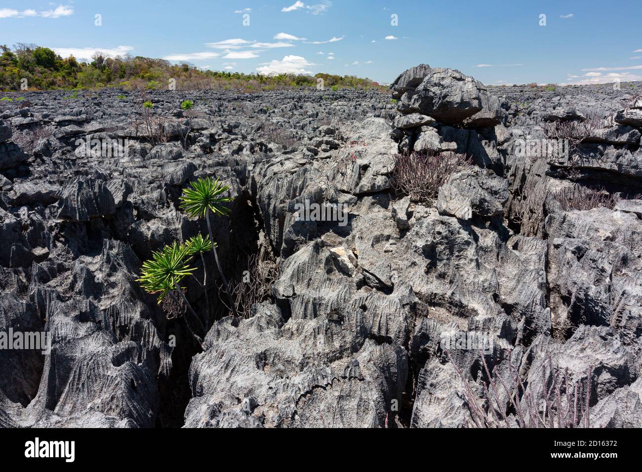 Madagaskar, der Norden, Diego-Suarez Provinz (Antsiranana), Diana Region, Ankarana Nationalpark, die Tsingys, Karst Formationen Stockfoto