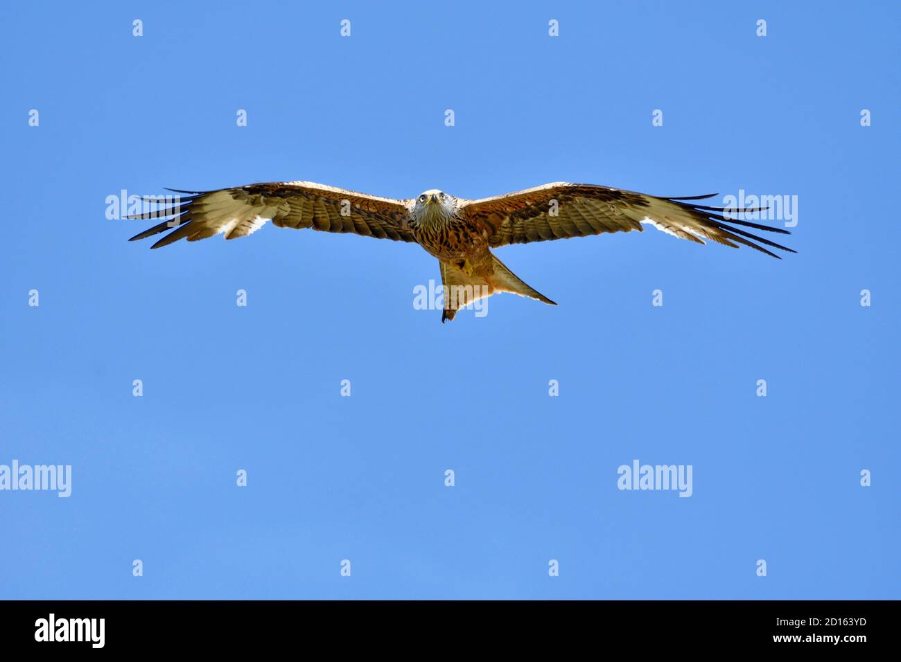 Frankreich, Doubs, Raptor, Red Kite (Milvus milvus) im Flug Stockfoto