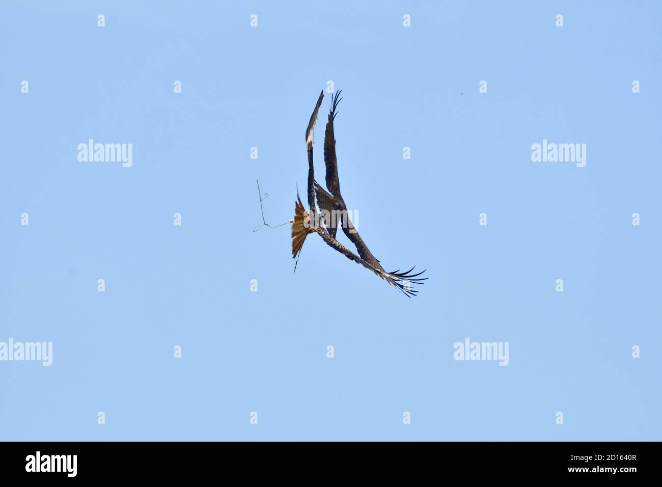 Frankreich, Doubs, Rapace, Red Kite (Milvus milvus) verfolgt im Flug einen Black Kite (Milvus migrans) in einem Versuch, seine Beute zu nehmen Stockfoto