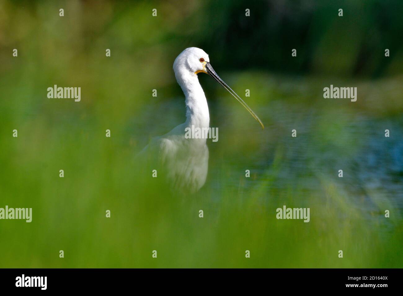 Frankreich, Doubs, Brognard, Naturraum des Allan, Migration, Vogel, Echassier, Spatula, Weißlöffler (Platalea leucorodia), unreif Stockfoto