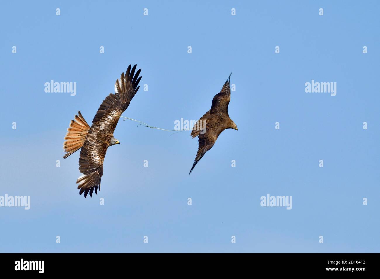 Frankreich, Doubs, Rapace, Red Kite (Milvus milvus) verfolgt im Flug einen Black Kite (Milvus migrans) in einem Versuch, seine Beute zu nehmen Stockfoto