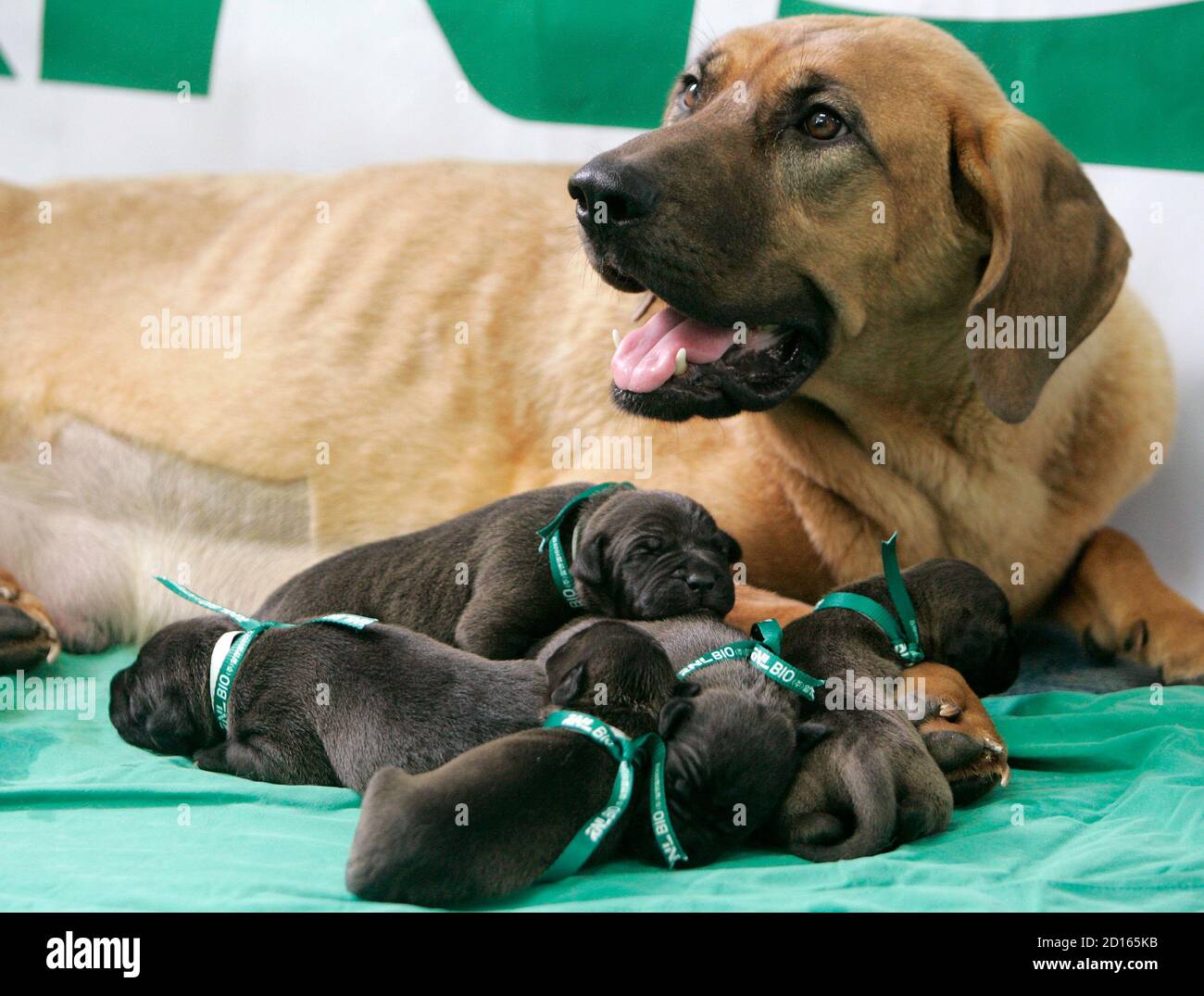 Rnl Stockfotos und -bilder Kaufen - Alamy