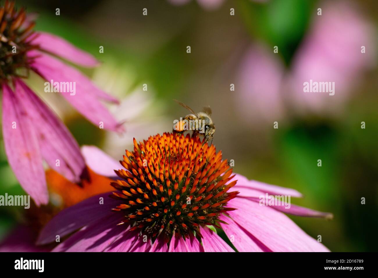 Eine Biene auf einer Blume. Stockfoto