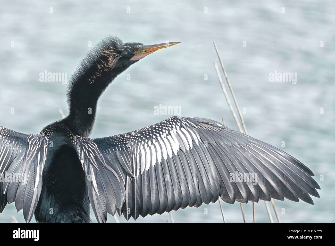 Anhinga, Anhinga anhinga, trocknet seine Flügel, da es keine wasserdichten Federn hat. Stockfoto
