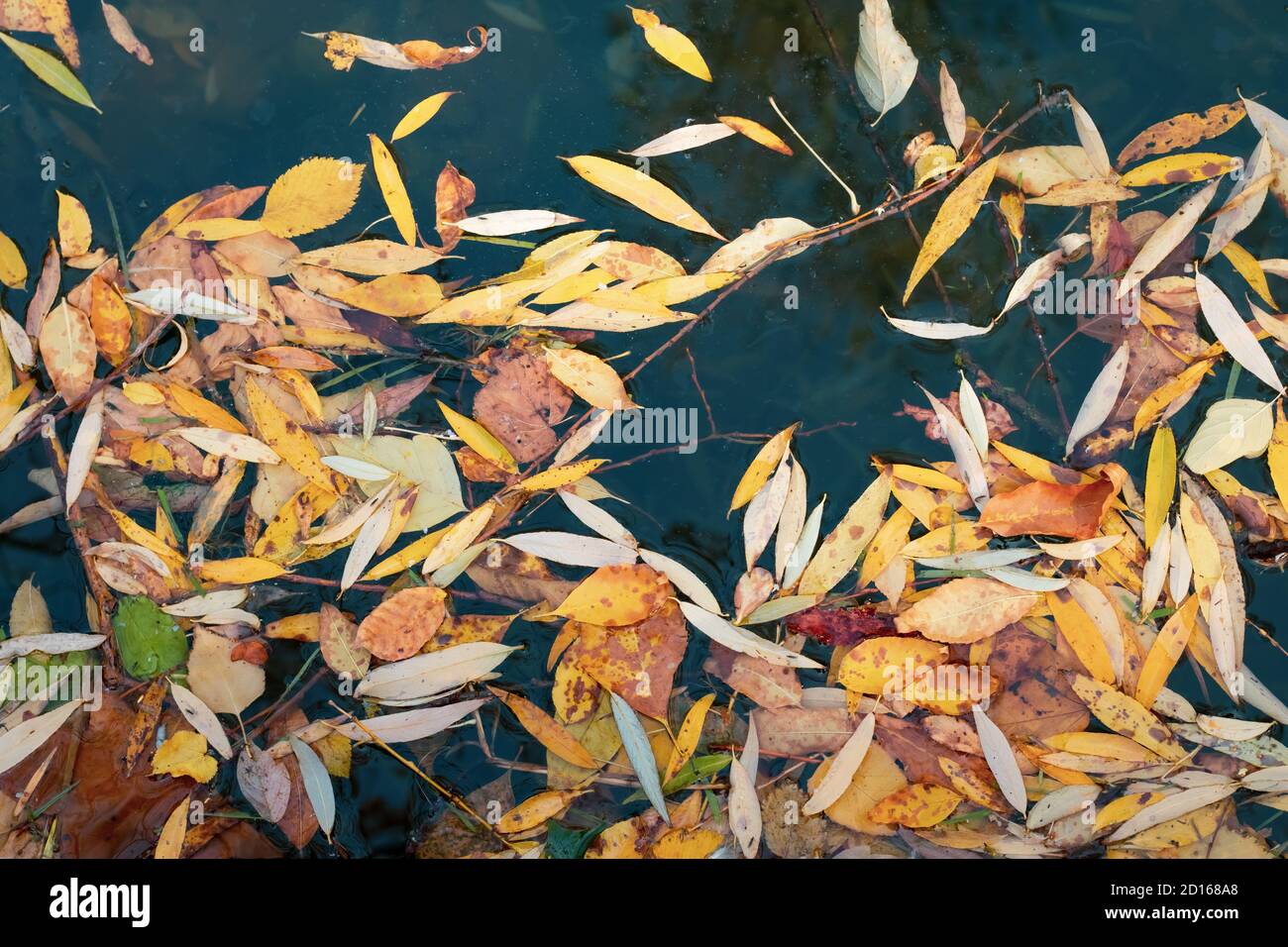 Nasse gelbe Blätter auf dem Seewasser im Herbst, Blattmuster. Abstrakt Oktober Hintergrund, bunte saisonale Abstraktion, natürliche Blatt fallen Textur, dar Stockfoto