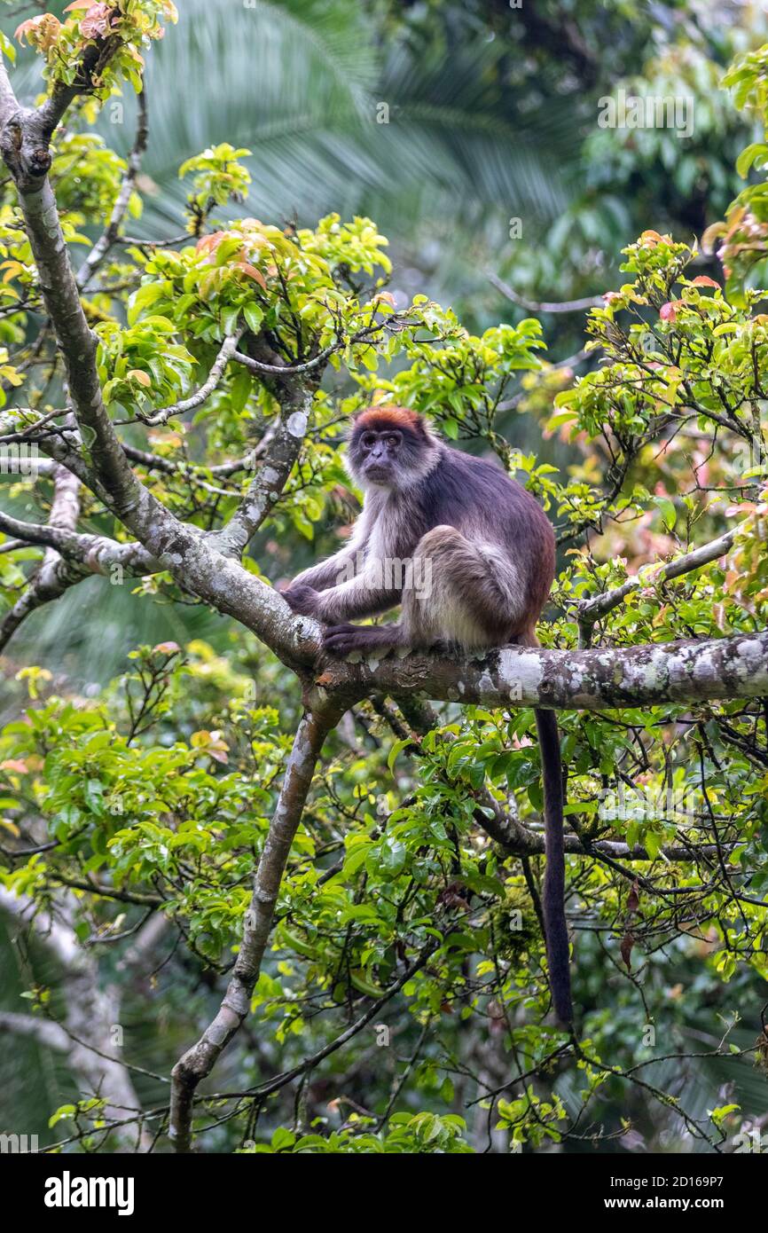 Uganda, Kibale National Park, WhiteCheeked Mangabey (Lophocebus