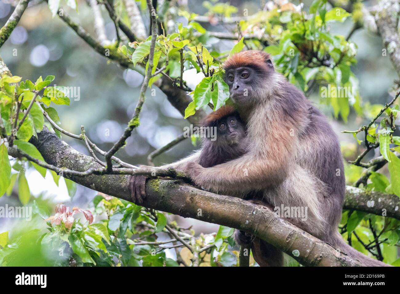 Uganda, Kibale National Park, White-Cheeked Mangabey (Lophocebus albigena ugandae), in einem Baum, von dem er die Früchte isst, ein Weibchen mit ihrem Kalb Stockfoto