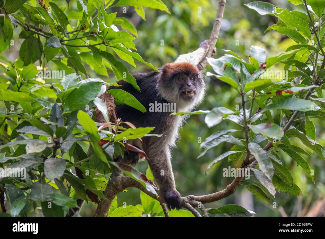 Uganda, Kibale National Park, White-Cheeked Mangabey (Lophocebus albigena ugandae), in einem Baum, dessen Früchte er frisst Stockfoto