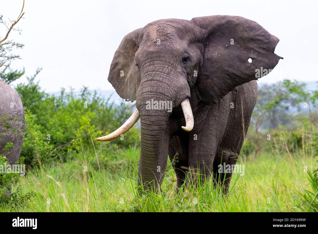 Uganda, Ishasha im südwestlichen Teil des Queen Elizabeth Nationalparks, kommt der Afrikanische Elefant (Loxodonta africana) während der Regenzeit nach graz Stockfoto