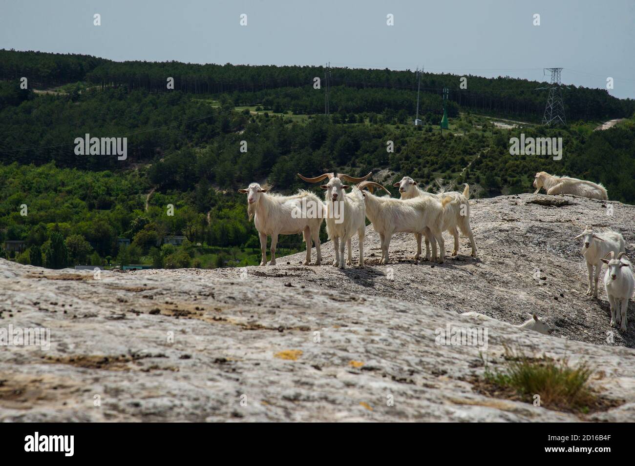 Wilde Ziegen in den Bergen. Frühlingstag, Krim Stockfoto