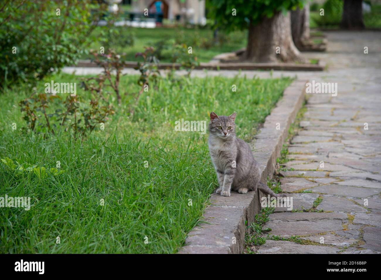 Schöne graue Katze auf der Straße Stockfoto