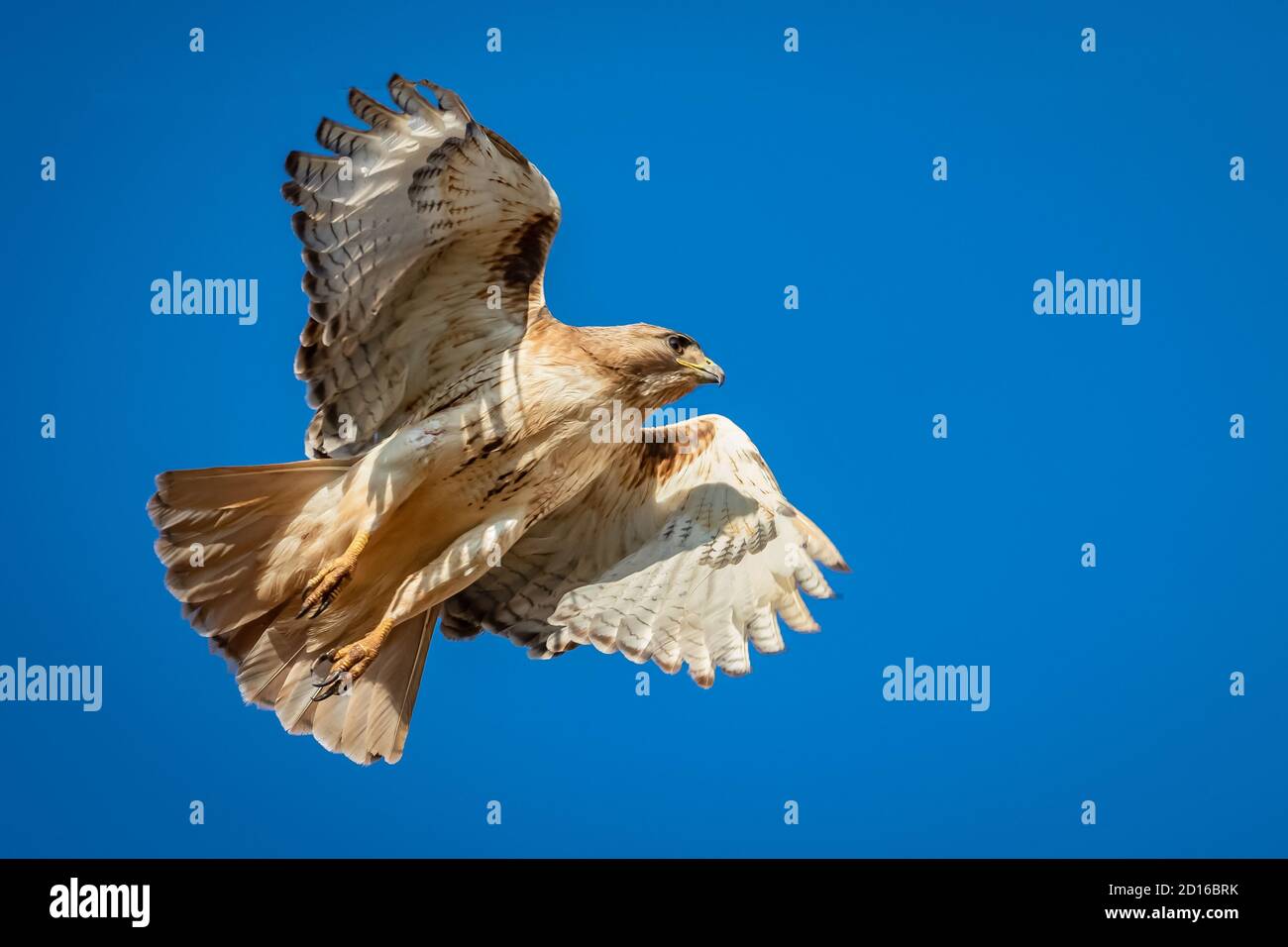 Ein Blick auf einen Rotschwanzhawk ( Buteo jamaicensis), den eine Maus nicht sehen möchte. Stockfoto